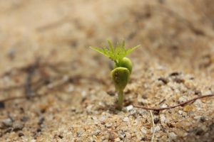 Germinating Seed